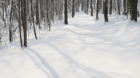 Cold morning in the beautiful forest slow-mo 1920X1080 FullHD video - Snowed  alley path by winter s alt