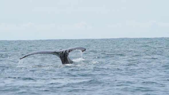 Tail of a Whale Coming out to Breathe in Caribbean Waters