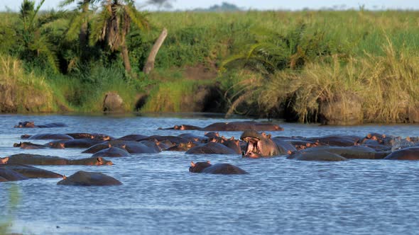 The African Hippopotamus is in the Hippopotamus Pond Yawning alt