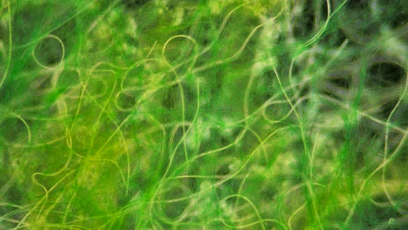 Green Algae of the Cyanobacteria Oscillatoria Under the Microscope, the Family Oscillatoriaceae alt