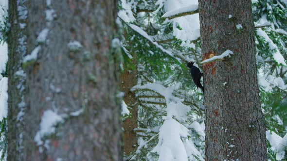 A black woodpecker is pecking a hole in the distance of a snowy alpine forest alt