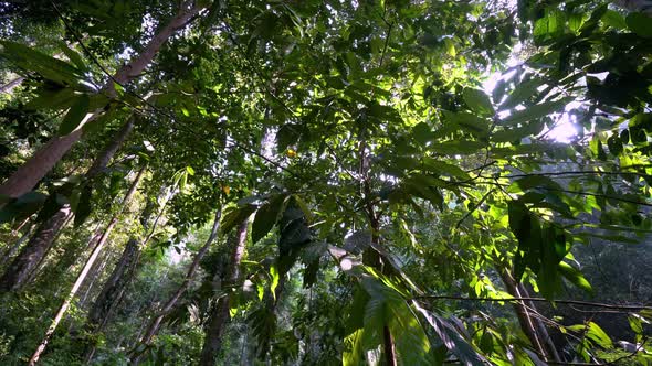 Panning the tropical rainforest alt