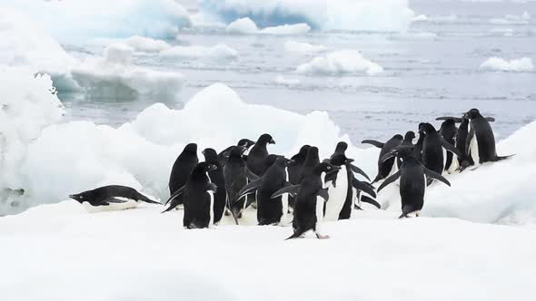 Adelie Penguins Walk on Ice Along Beach