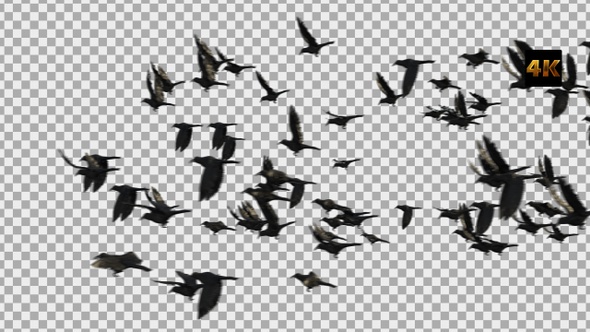 The Flock Of Crow Side 4 K alt