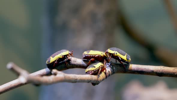Group of yellow bugs with black pattern perched on wooden branch of tree,macro - Pachnoda Fissipunct alt