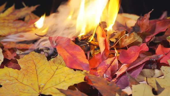 Burning Autumn Leaves. Fire Burning Dry Leaf