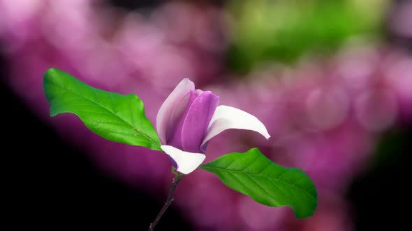 Magnolia Flower Blossoming Timelase alt