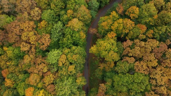 Aerial view to a road in the forest