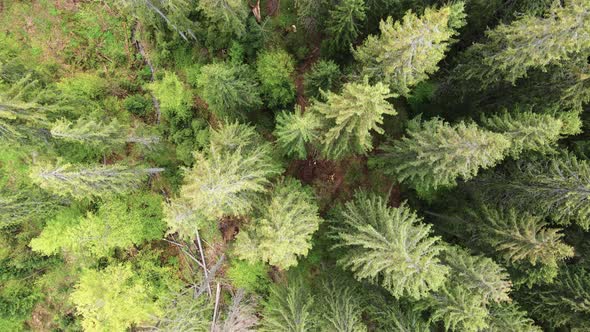 Spruce Forest. Slow Motion. Carpathian Mountains. Ukraine. Aerial. alt