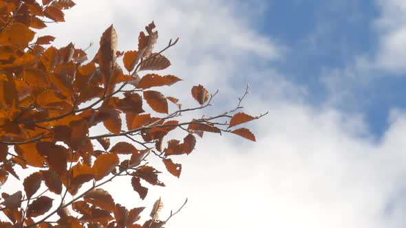 Leaves And Sky