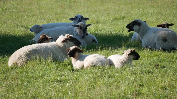 A group of sheep rest at the shade area alt