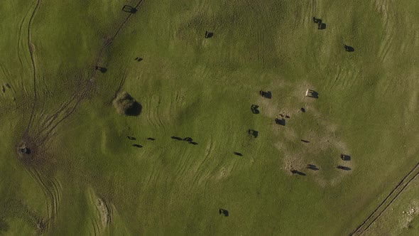 Grass Field Birds-Eye-View Horses And Cows Aerial Overhead