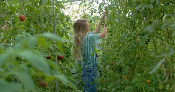 Young Girl Picks and Eats Tomatoes in a Greenhouse