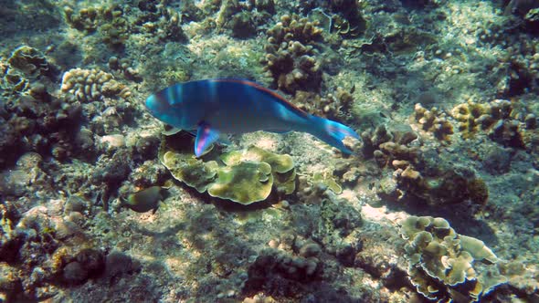 Underwater Filming of Large Flock of Colorful Tropical Sea Fish in Andaman Sea alt