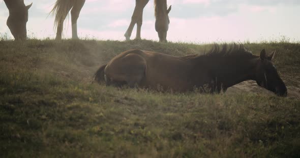 Wildhorse Bathing In Dust alt