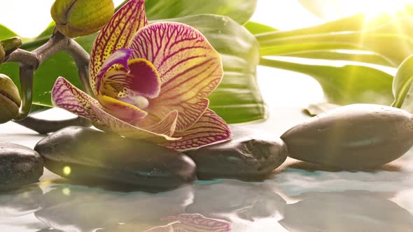 Orchid Blooms Near Stones with Reflection in Water Time Lapse Macro Photography Spa Concept Zen alt