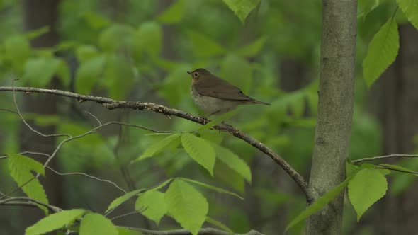 Wood Thrush bird perched on a tree branch surrounded by green forest leaves alt