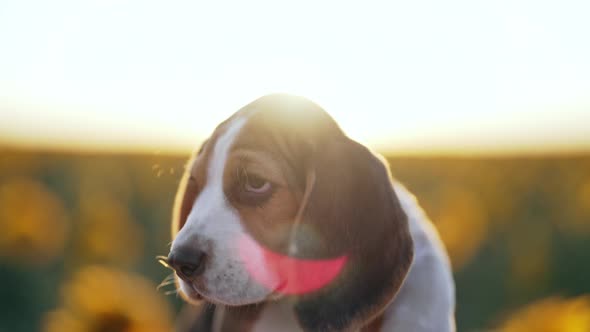Little Beagle Puppy Portrait alt