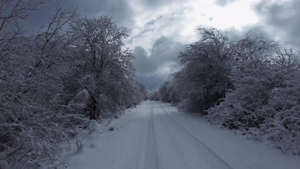 Forward Movement alond a Wide, Snowy Path Lined up with Snow-covered Bushes alt