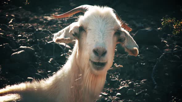 White Goat Looking at Camera. 4K Version.