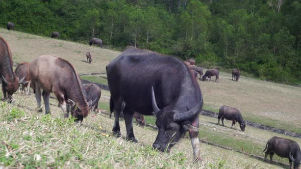 Black buffalo with long horns eats lush grass on pasture