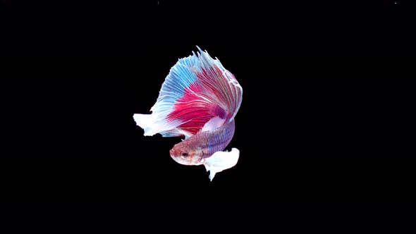 Siamese fighting fish (Betta splendens) alt