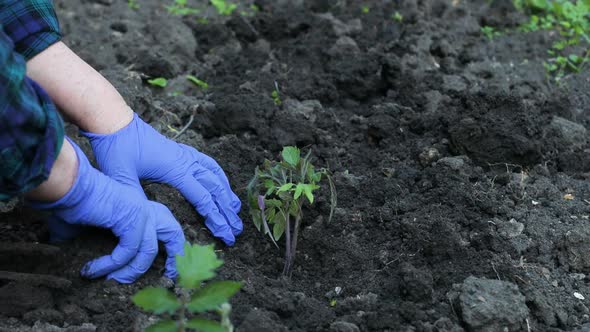 Female Hands in Blue Rubber Gloves Plants Young Tomato Seedlings in the Ground in Spring