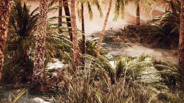Palm Trees in the Desert with Sand Dunes alt