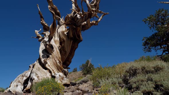 Incredible Bristlecone pine tree that is thousands of years old alt