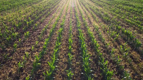Field with Young Green Corn Germination of Crops on Agricultural Plantations alt