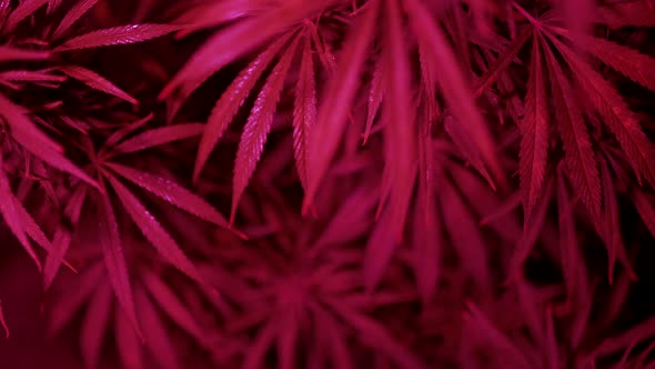 Cannabis Bushes in Pink Light Closeup