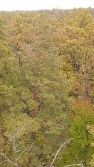 Vertical Video Autumn Forest with Trees By Day alt