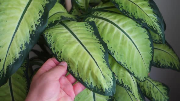 dumb cane flower, difenbahya, home difenbahya flower, large-leaved ornamental plants, alt