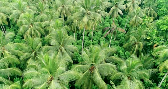 Orbiting A Lush Green Coconut Tree Pantation 3