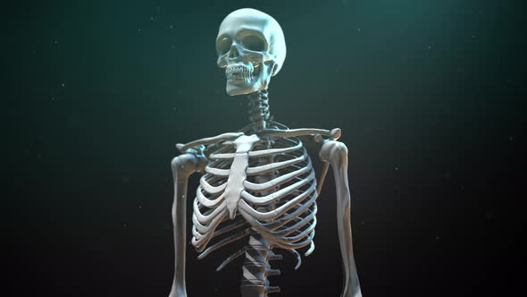 Skeleton Body alt