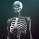 Skeleton Body - VideoHive Item for Sale
