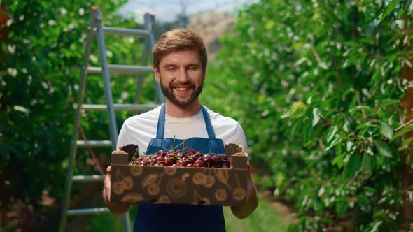 Farmer Showing Cherry Harvest Holding Organic Fruit Box in Orchard Greenhouse alt
