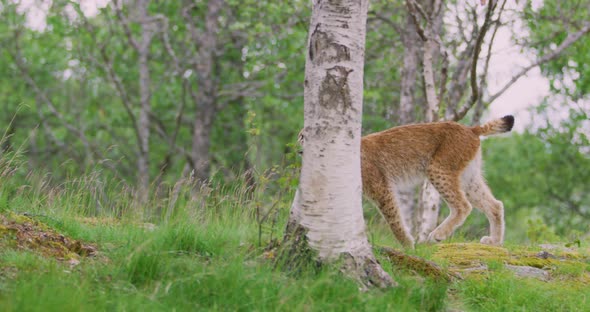 Focused European Lynx Running in the Forest a Summer Evening