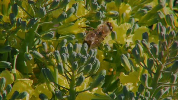 Macro Shot in Blooming Garden Bee is Pollinating Yellow Flowers Bumblebee in Meadow