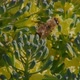 Macro Shot in Blooming Garden Bee is Pollinating Yellow Flowers Bumblebee in Meadow - VideoHive Item for Sale