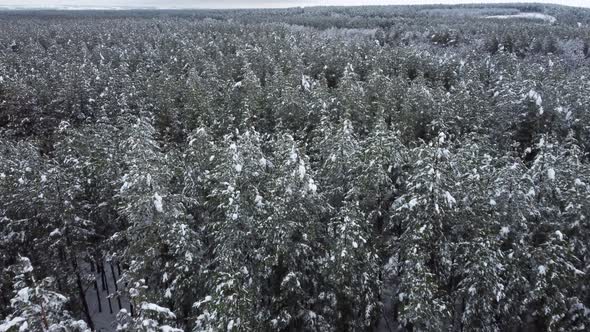 Snowcovered Coniferous Forest From a Bird'seye View