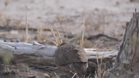 Red-necked spurfowl looking for food alt