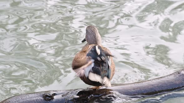 Red shoveler duck cleaning his feathers. Anas platalea.