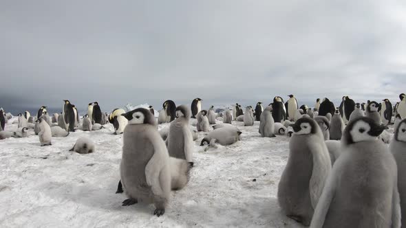Emperor Penguins with Chiks Close Up in Antarctica