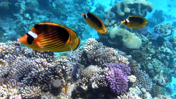 Raccoon Butterflyfish (Chaetodon lunula) swimming and floating deep underwater.