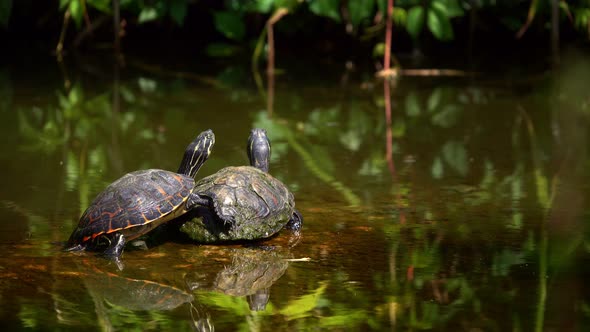 Turtles On Lake Water alt