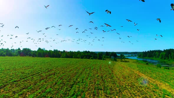 Large Flock Of Birds