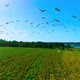 Large Flock Of Birds - VideoHive Item for Sale
