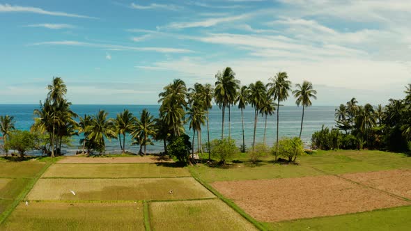 Tropical Landscape Rice Fields and the Sea Camiguin Philippines alt