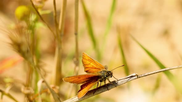 A brown butterfly sits on a plant. The butterfly flies away.